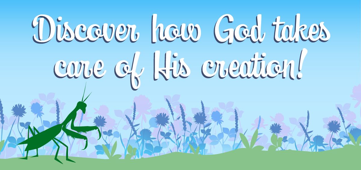 Discover how God takes care of His creation!